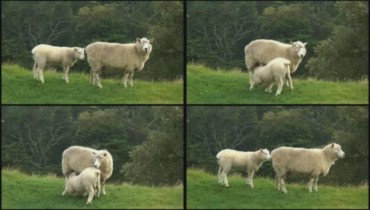 (HD1080i)小羊羔护士，喝母羊的奶(哺乳)高清在线视频素材下载