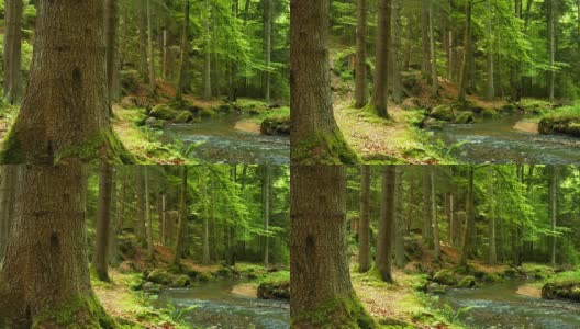 绿色森林中的小溪PAN (4K/UHD to HD)高清在线视频素材下载