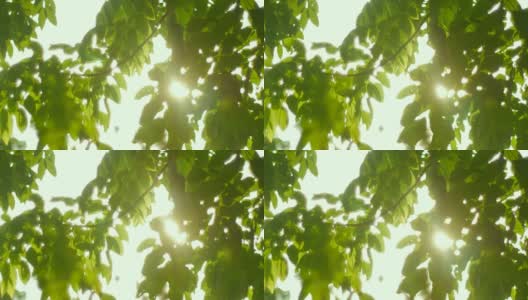 4K:阳光穿过树高清在线视频素材下载
