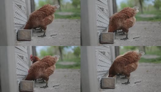 两只鸡在院子里吃高清在线视频素材下载