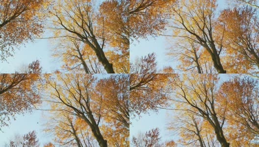 高清慢动作:树叶从树上飘落高清在线视频素材下载