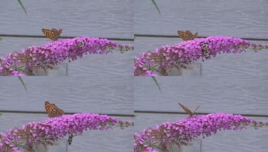 高清:蝴蝶在花上(视频)高清在线视频素材下载