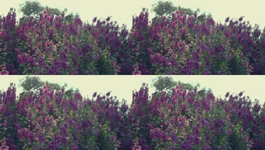 4k，美丽的紫花盛开高清在线视频素材下载