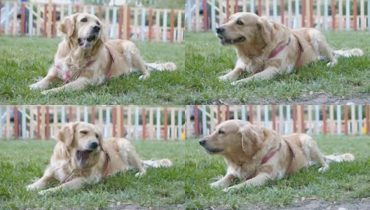 可爱的雌性金毛猎犬在公园里嚼着一根棍子高清在线视频素材下载