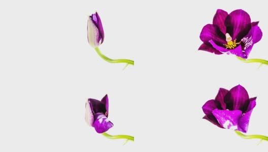 紫色的兰花开高清在线视频素材下载