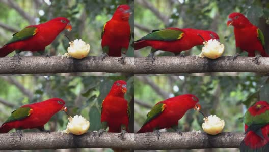 鹦鹉吃水果高清在线视频素材下载