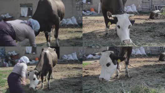 奶牛喂养高清在线视频素材下载