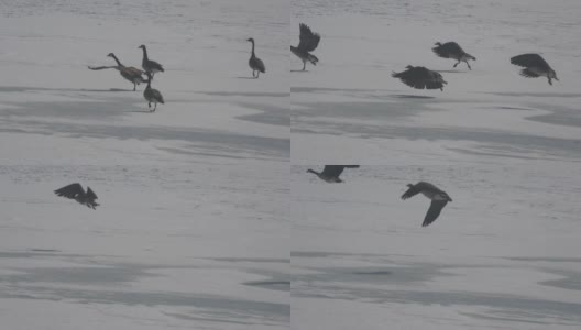 一群鹅从结冰的湖面上走着飞着高清在线视频素材下载