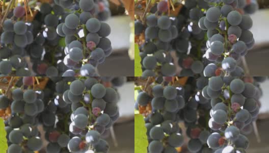 在阳光下，一大串成熟的黑葡萄挂在葡萄藤上。关闭视图高清在线视频素材下载