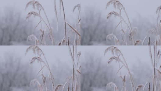 覆着白霜的芦苇随风摇曳高清在线视频素材下载