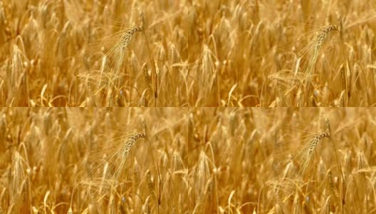 特写-成熟的小麦穗高清在线视频素材下载