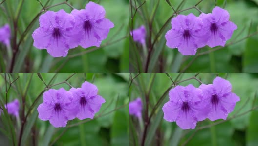 泰国雨季4K牵牛花花高清在线视频素材下载