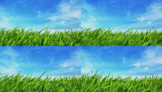 草和天空高清在线视频素材下载