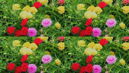 马齿苋属的植物大花蔷薇高清在线视频素材下载