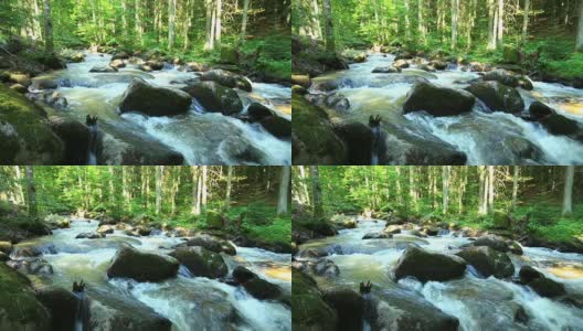 绿色森林中的小溪高清在线视频素材下载