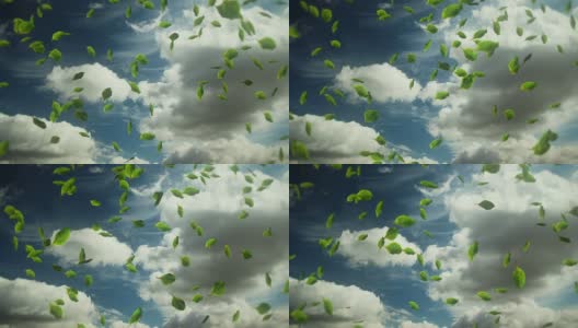 循环:树叶在多云的天空中飘落。高清在线视频素材下载