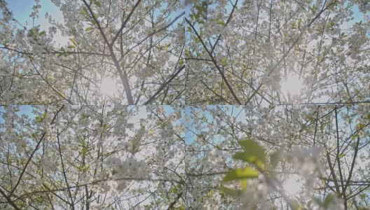 SLO MO盛开的樱桃树对太阳高清在线视频素材下载
