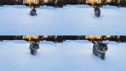 雪地里的猫。灰色条纹猫在冬天的雪堆中行走。日落的背景高清在线视频素材下载