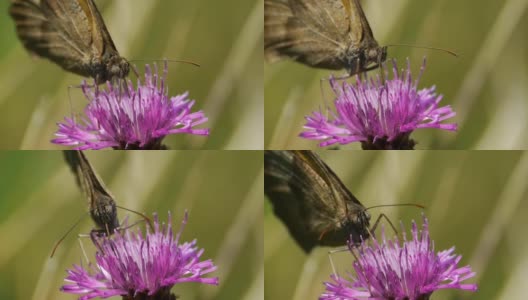 在紫色蓟花中寻找花粉的蝴蝶高清在线视频素材下载