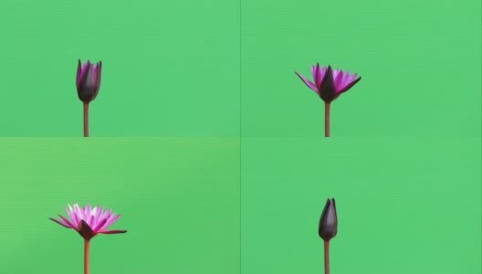 粉红色的睡莲在绿色的背景下绽放。高清在线视频素材下载