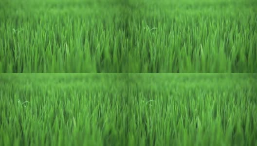 近距离的绿色水稻植物在田间选择焦点高清在线视频素材下载