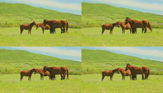 山上牧场上的一群马高清在线视频素材下载