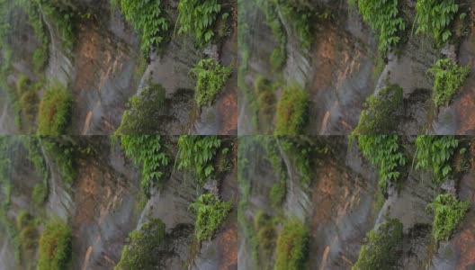 重点前景是瀑布的绿色植物高清在线视频素材下载