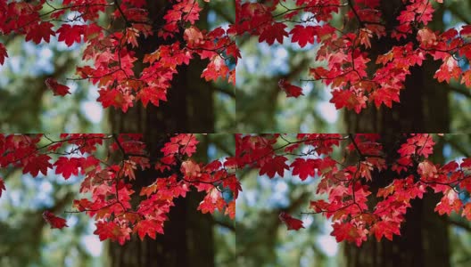 秋天的颜色高清在线视频素材下载