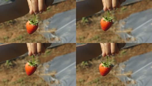 农场的新鲜草莓高清在线视频素材下载