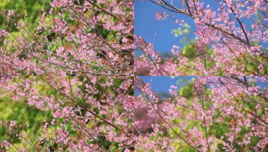 春天的樱花高清在线视频素材下载