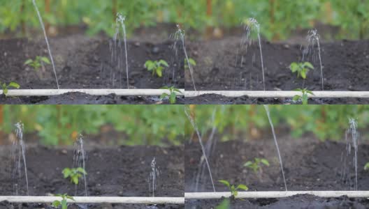 农业上的滴灌。有机种植天然蔬菜产品。蔬菜生长。花园里的滴灌管用阀门滴水。浇花园。园艺高清在线视频素材下载