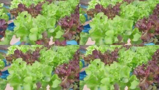现代有机蔬菜农场的绿橡生菜。高清在线视频素材下载