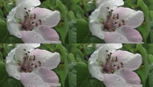 一个有雨滴的榅桲花的特写。春天到了，花园里的果树枝繁叶茂，还有温柏。粉红色和白色的花，温柏在雨中圆润高清在线视频素材下载