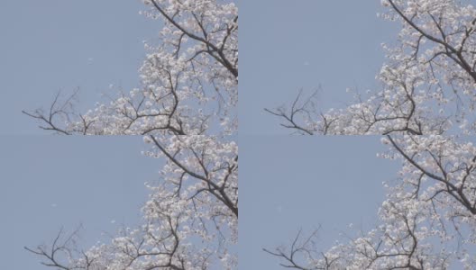 樱花树在蓝天下和日本。高清在线视频素材下载