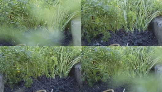 特写浇水充满活力的绿色年轻胡萝卜植物在黑暗肥沃的土壤高清在线视频素材下载