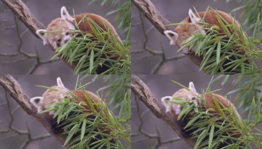 小熊猫(小熊猫)在树上。可爱的熊猫栖息在森林里。高清在线视频素材下载