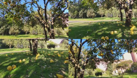 那不勒斯-皇家植物园的一棵柑橘树的概览高清在线视频素材下载