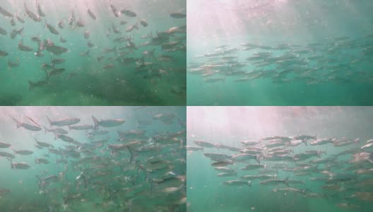 一群鲈鱼在地中海蓝绿色的水中慢动作地游动高清在线视频素材下载