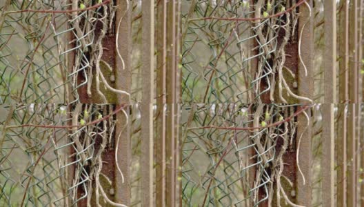 干燥风化的常春藤茎上生锈的金属网栅栏柱高清在线视频素材下载