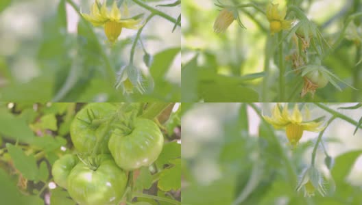 高清西红柿开始高清在线视频素材下载