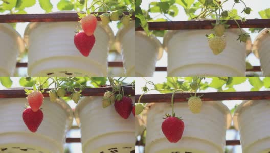 草莓农场，摄影车拍摄高清在线视频素材下载