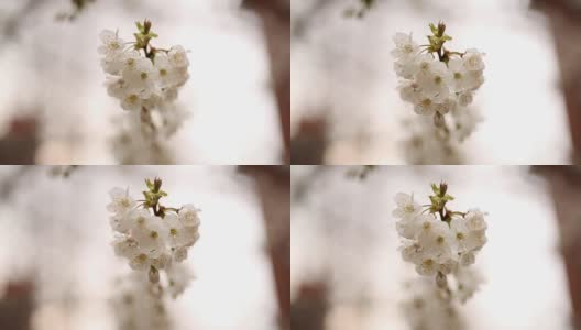 春天的花朵高清在线视频素材下载