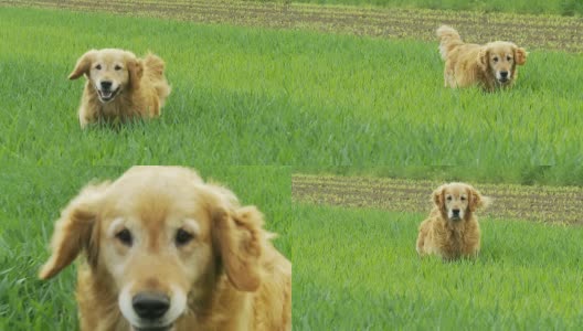 高清慢动作:狗在草地上奔跑高清在线视频素材下载