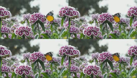 蝴蝶从紫色和白色的花朵上吃蜂蜜高清在线视频素材下载