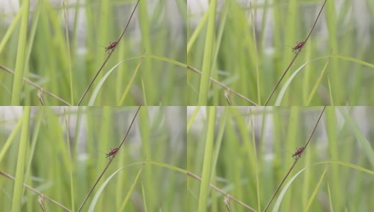 昆虫高清在线视频素材下载