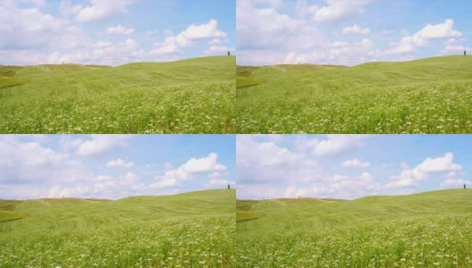 山坡上的草地上满是迎风摇曳的鲜花高清在线视频素材下载