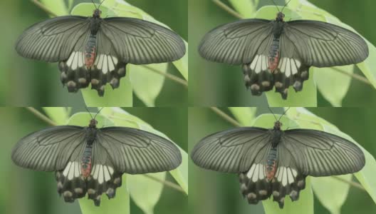 极端近距离静态镜头的大摩门蝴蝶在一片叶子高清在线视频素材下载