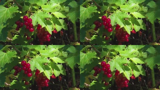 在阳光明媚的日子里，成熟的红醋栗在灌木枝上的浆果(红醋栗)。高清在线视频素材下载