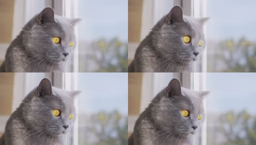 一只灰色的英国家猫望着窗外，看着飞鸟高清在线视频素材下载