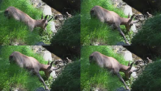 岩羚羊在夏天吃草。高清在线视频素材下载